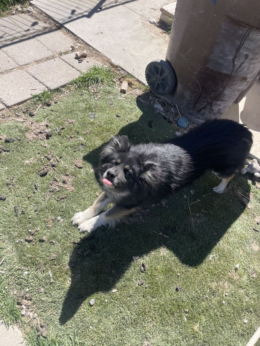 Assortment of pigeons