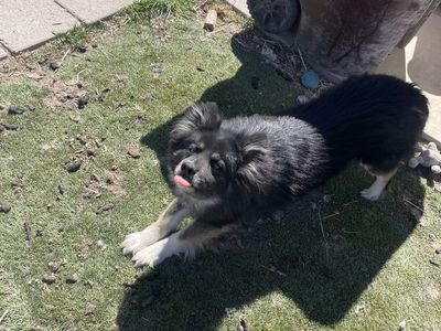 Assortment of pigeons