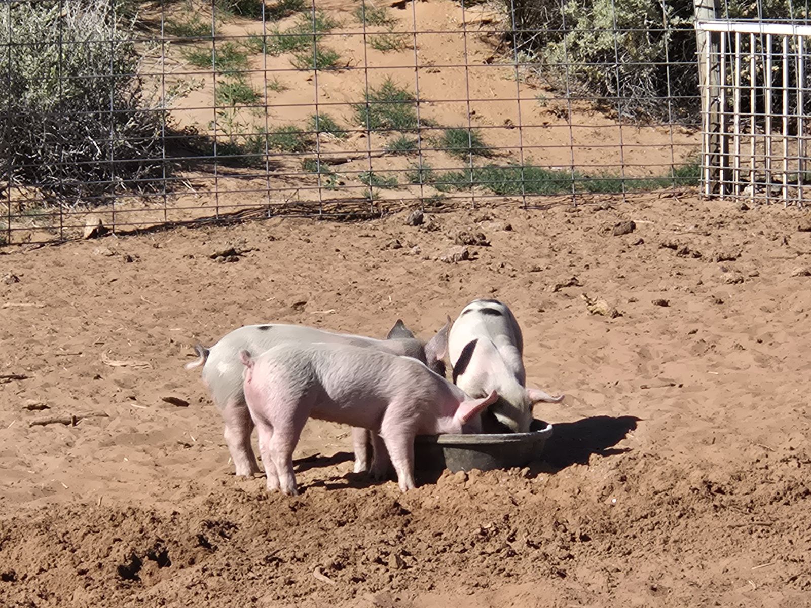 Pigs