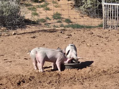 Pigs