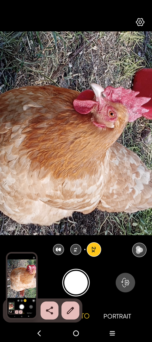 Buff Orpington couple for sale
