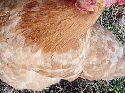 Buff Orpington couple for sale