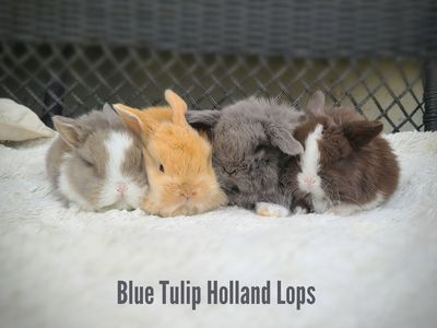 Chocolate Holland Lops