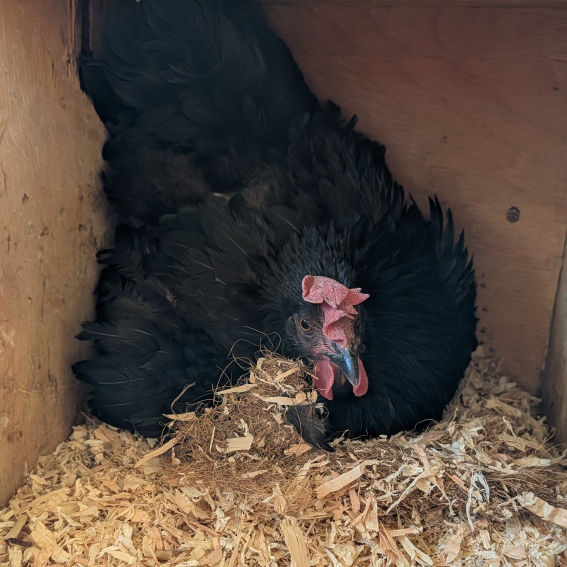 NICE broody hen