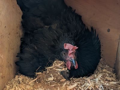NICE broody hen