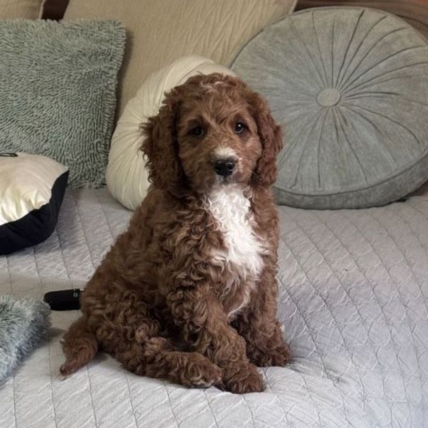 Cavapoo Cavadoodle Male Puppy - Beau 
