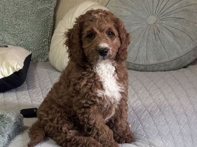 Cavapoo Cavadoodle Male Puppy - Beau