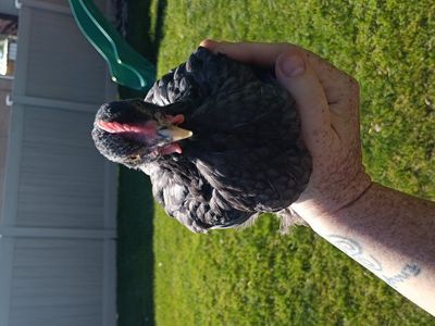 Free rooster