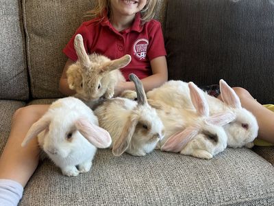 Holland Lop Bunnies/Rabbits