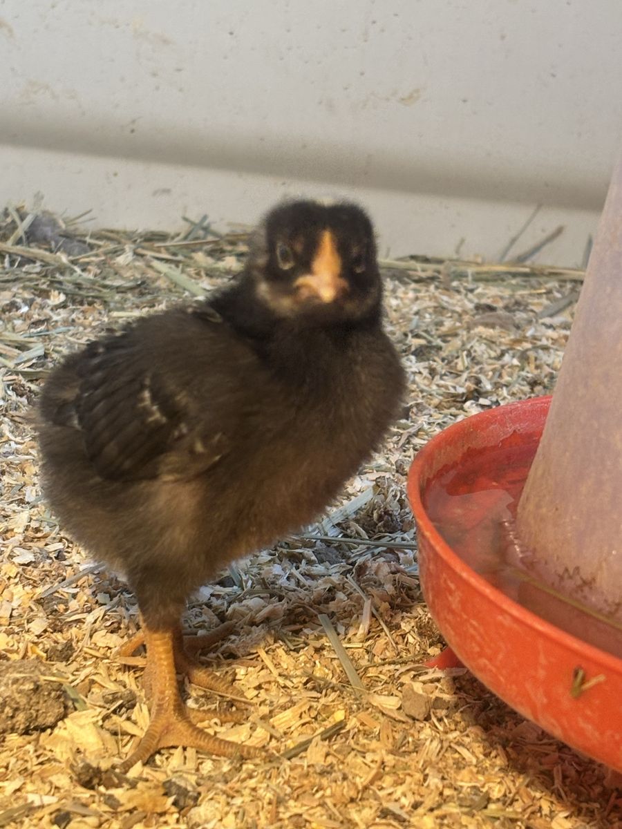 Layer Mixes!!! Sussex and Plymouth Barred, RIR