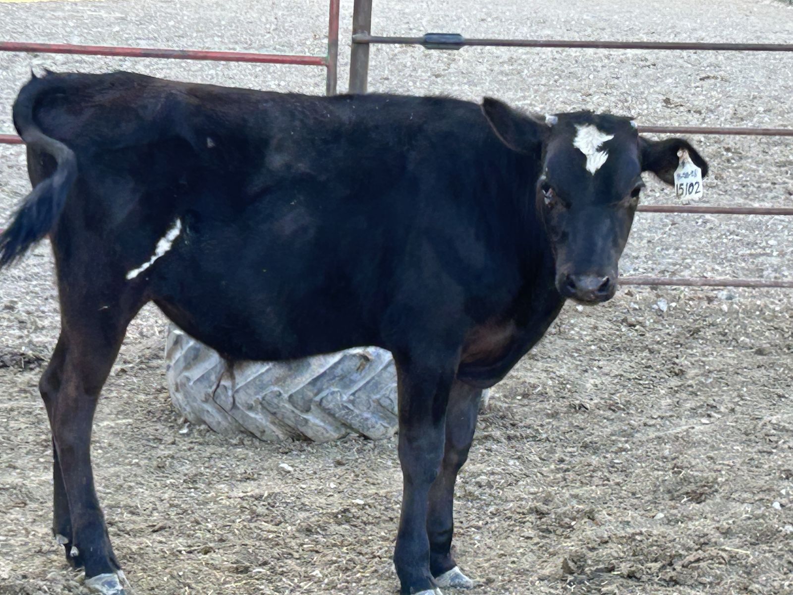Holstein steer