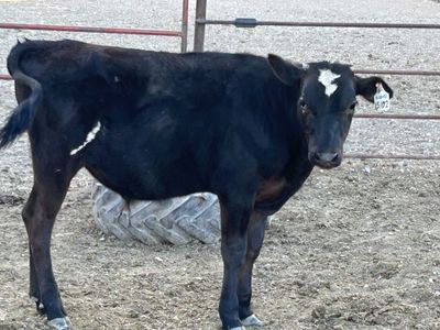 Holstein steer