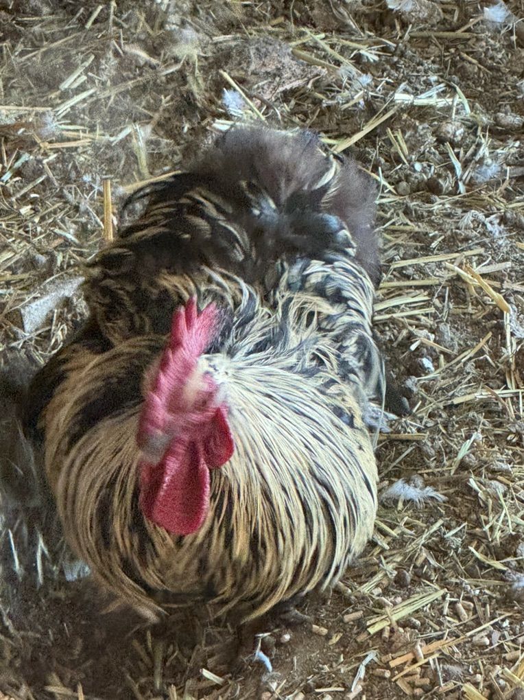 Bantam Cochin Pair