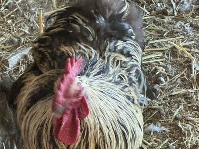 Bantam Cochin Pair