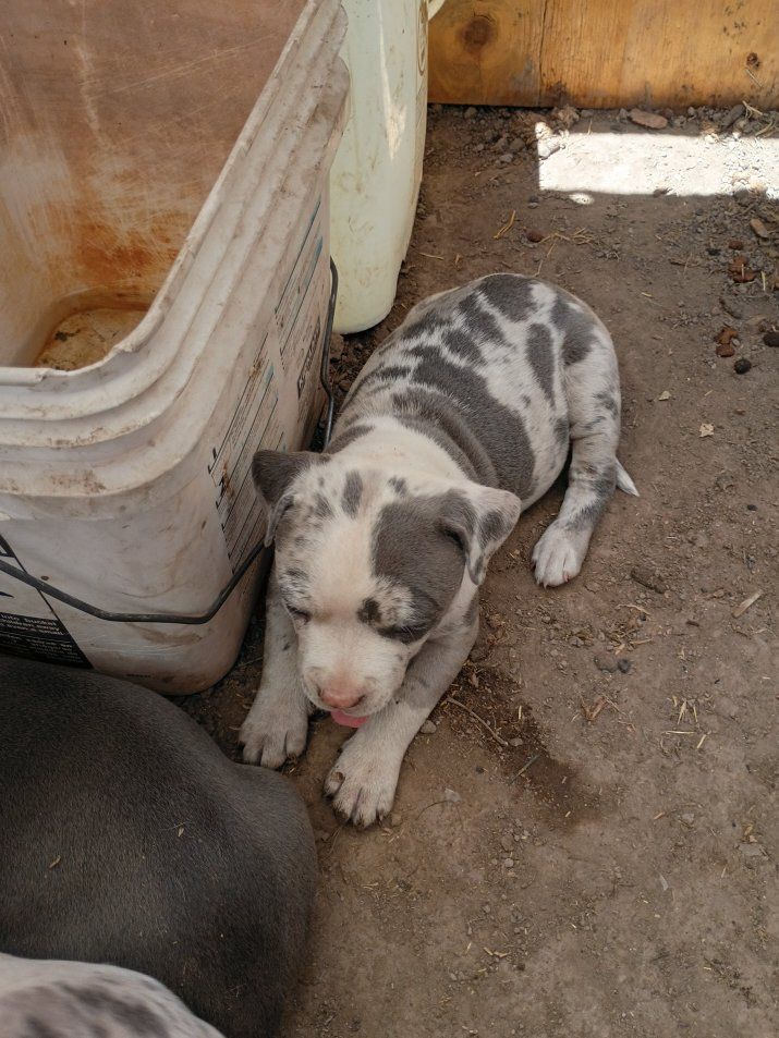 Adorable Merle Pitbull Puppy - Blue Eyes & Unique Markings
