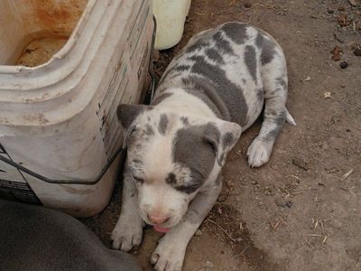 Adorable Merle Pitbull Puppy - Blue Eyes & Unique Markings