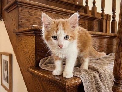 really friendly girl baby kitten