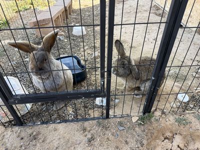 Free 2 Bunnies