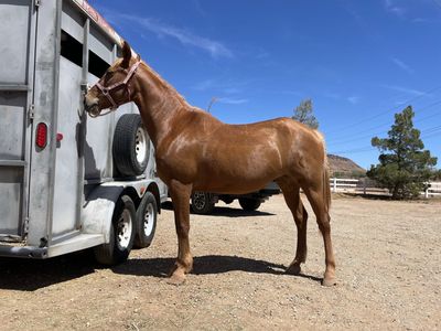 OBO 15 year old Misouri Fox Trotter Mare