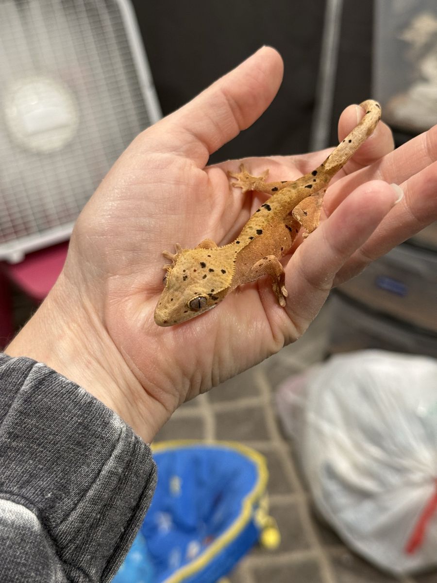 Orange Dalmatian - possibly female