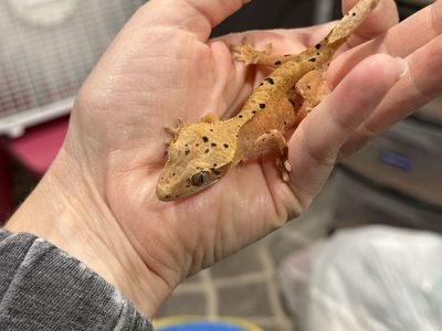 Orange Dalmatian - possibly female