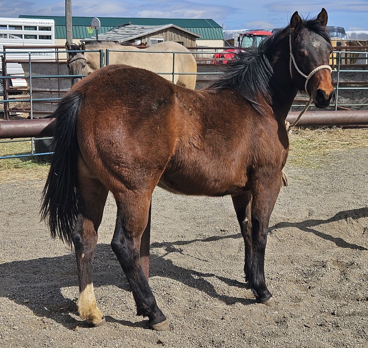 2yr.old bay playgun filly sell or trade