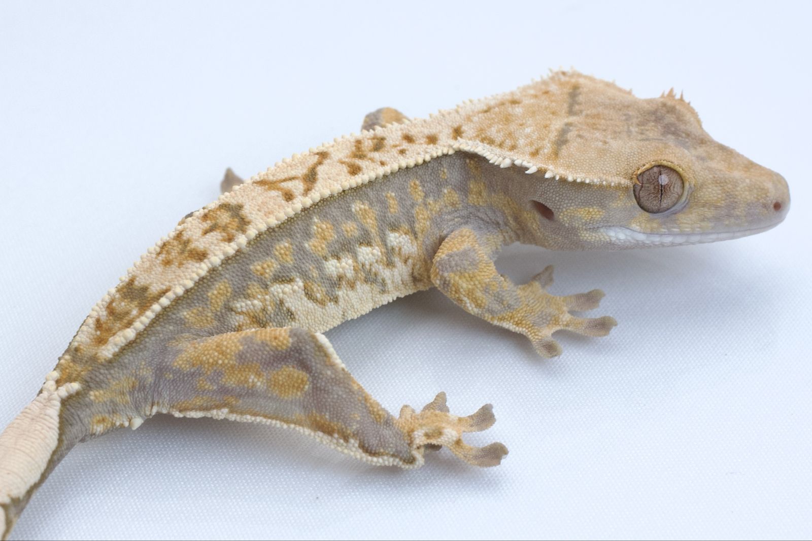 Young Crested Gecko