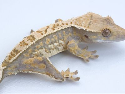 Young Crested Gecko