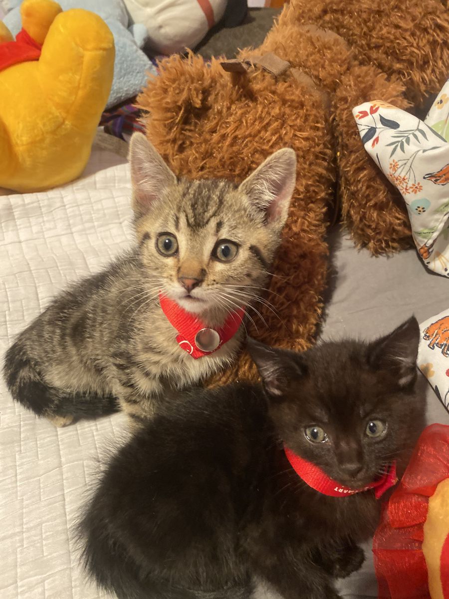 Beautiful Litter Of 1 Kitten little Tabby 8 Weeks Old
