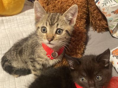Beautiful Litter Of 1 Kitten little Tabby 8 Weeks Old