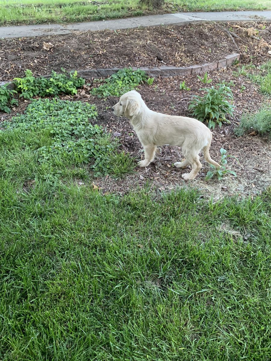 Purebred Golden Retriever Puppy AKC registered