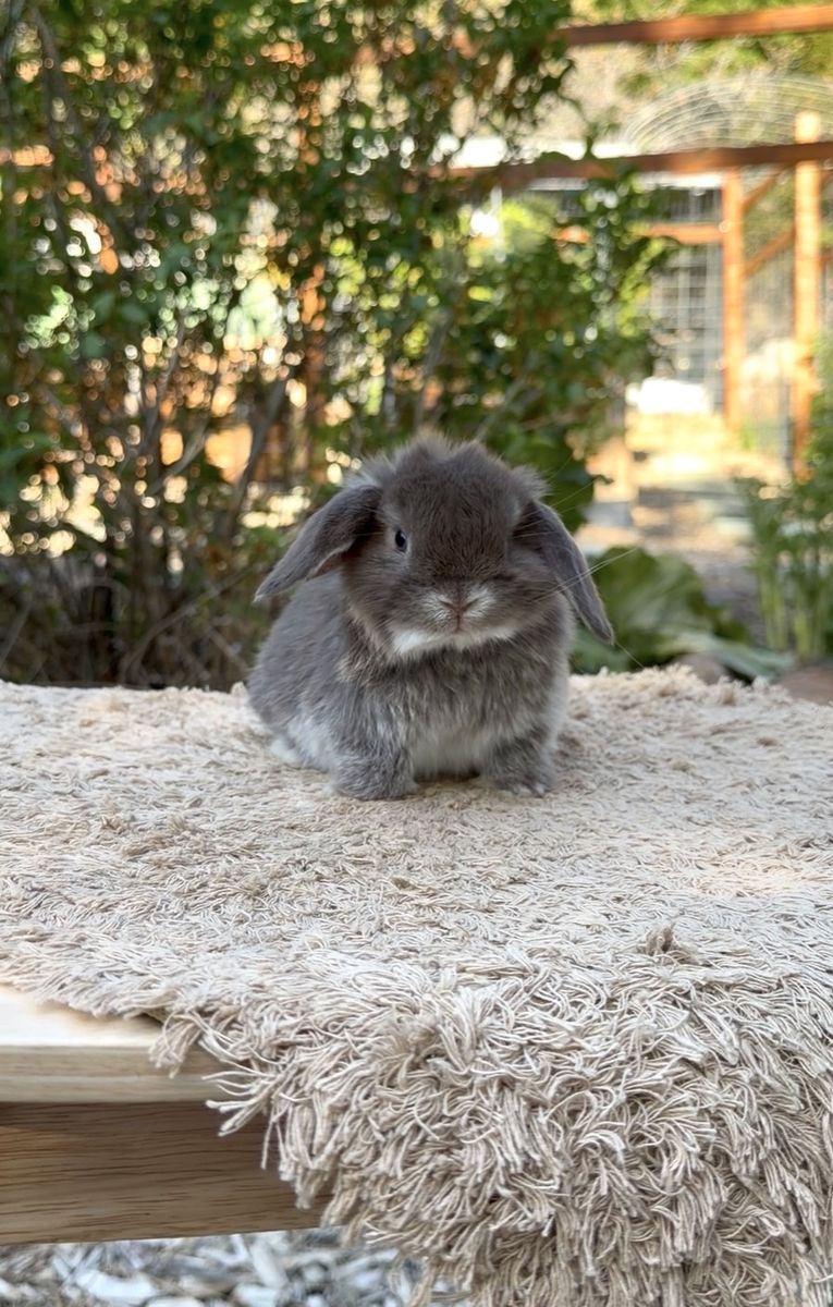Holland Lop Doe
