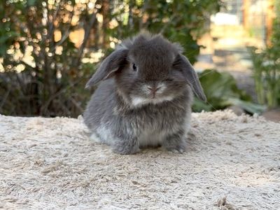 Holland Lop Doe