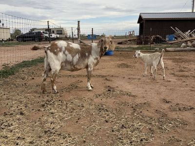 Kiko/ Boer cross nanny