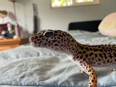 Leopard Geckos- A Breeding Pair!