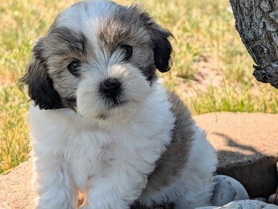 Malshipoo Puppies