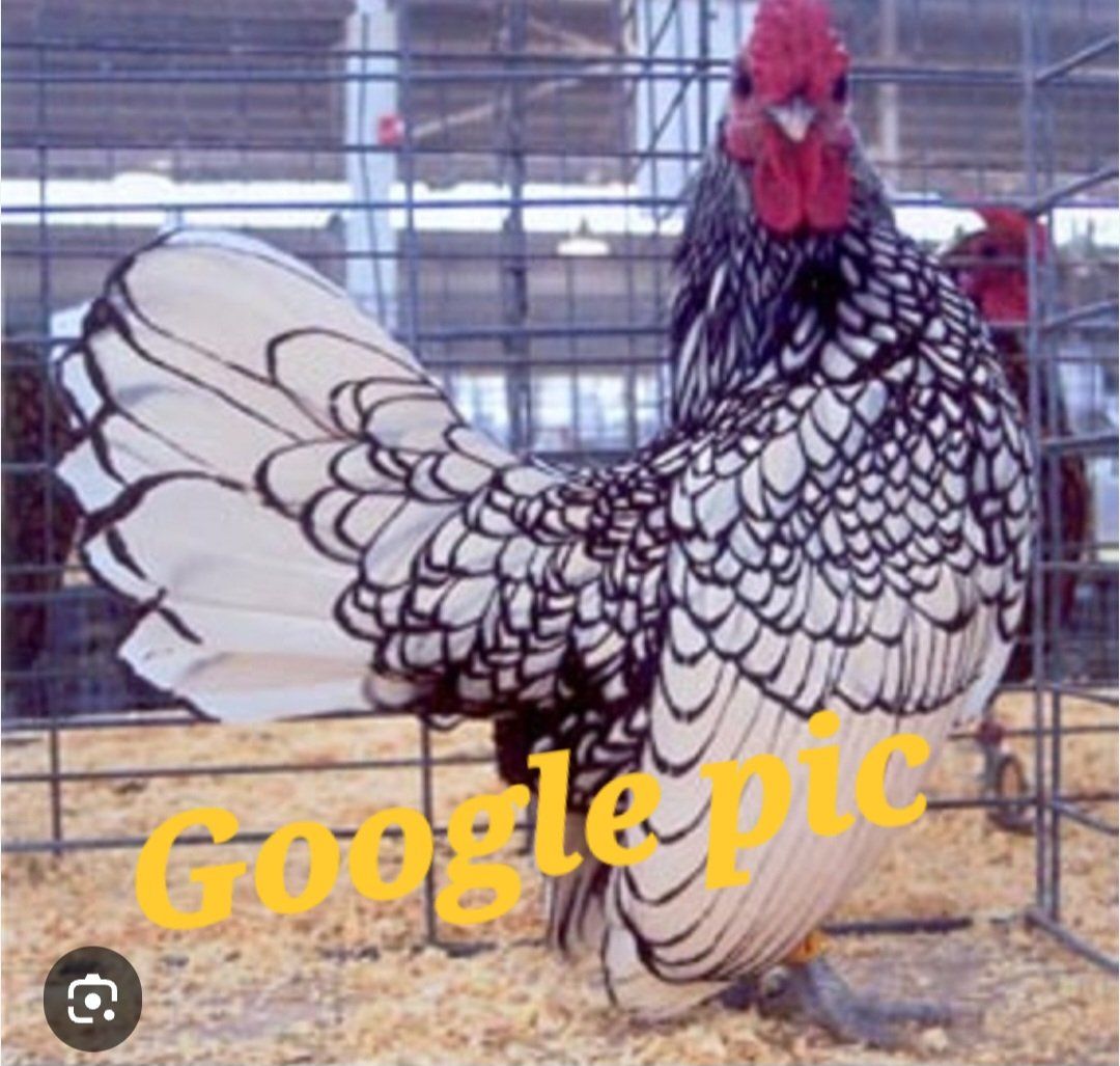 Silver Seabrights chickens