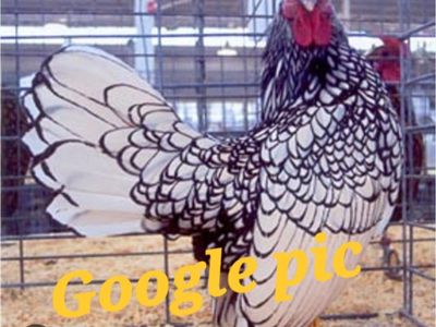 Silver Seabrights chickens