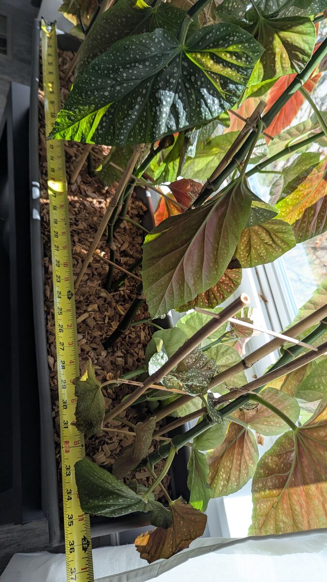 Giant Polka Dot Begonia – 5.5ft Tall – $60