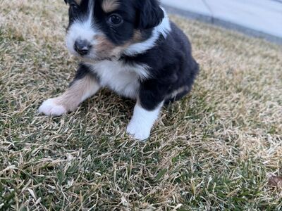 Purebred Australian Shepherd Puppies