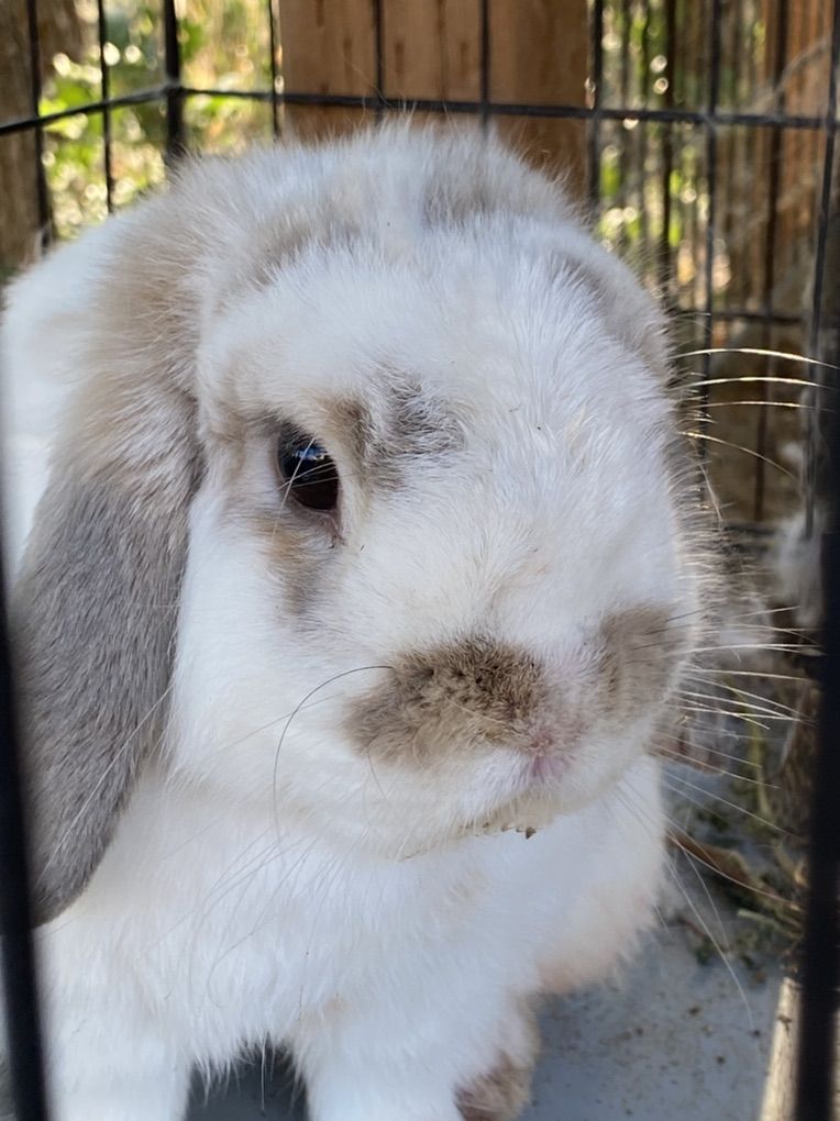 Purebreed Lop Buck