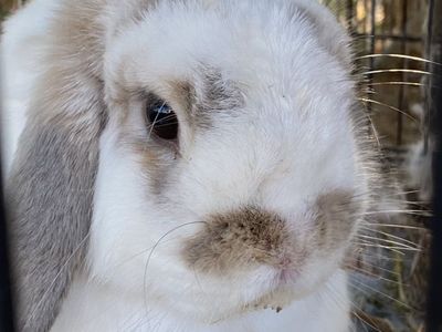 Purebreed Lop Buck