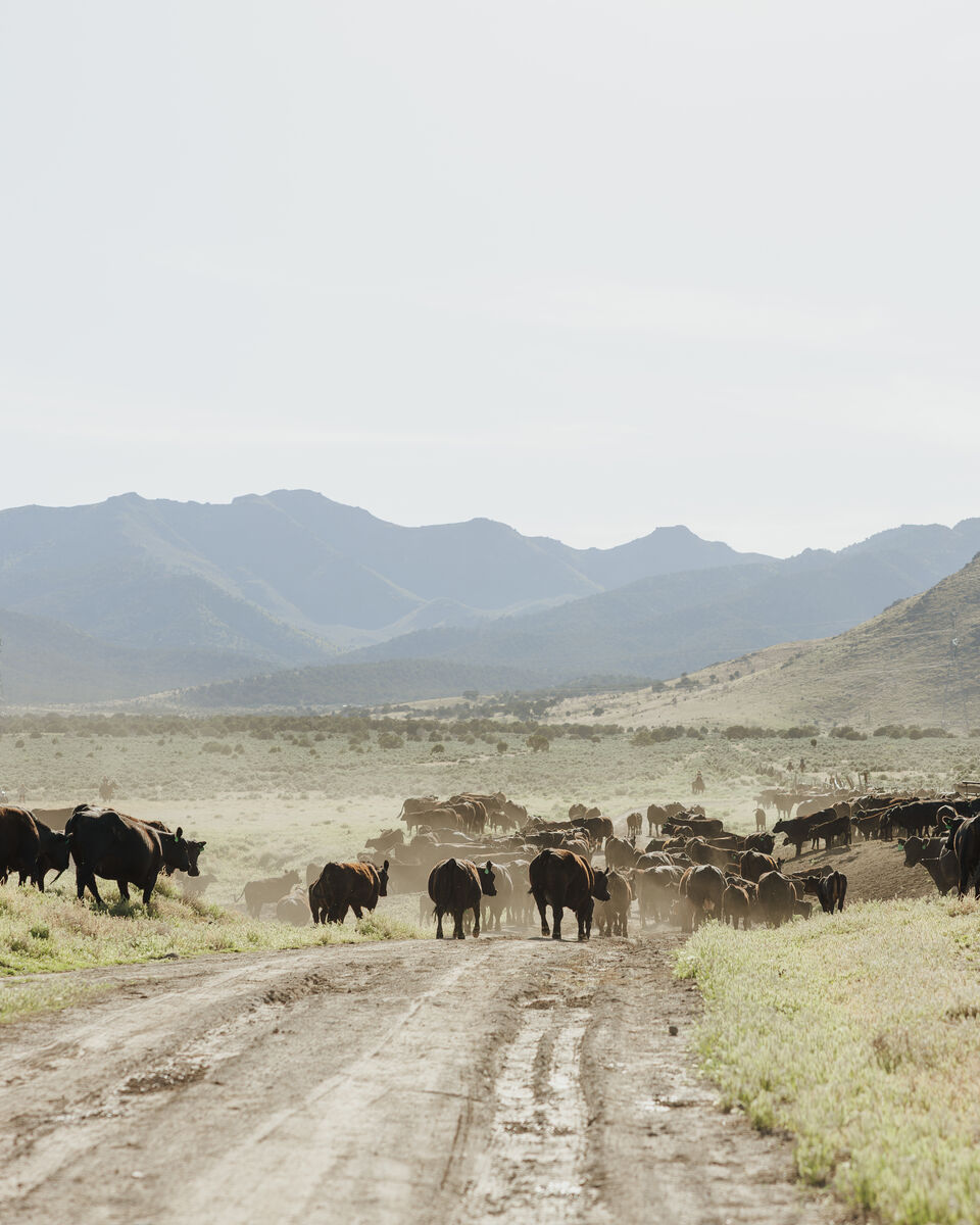 BEEF (Quarters, Halves & Wholes)