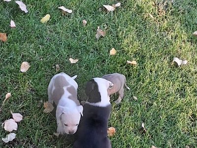 puppies
