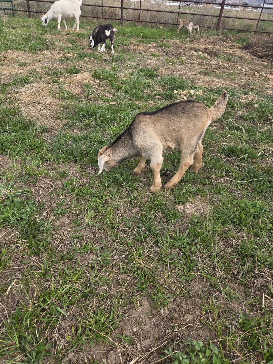 Boer/Kiko Cross Bucklings