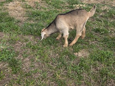 Boer/Kiko Cross Bucklings