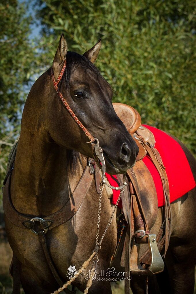 AQHA 2016 Stallion Available