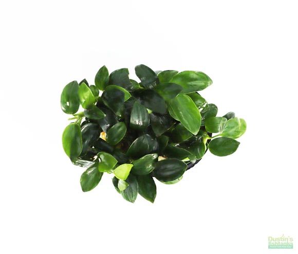 ISO Anubia Nana Petite