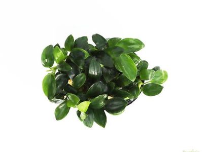 ISO Anubia Nana Petite