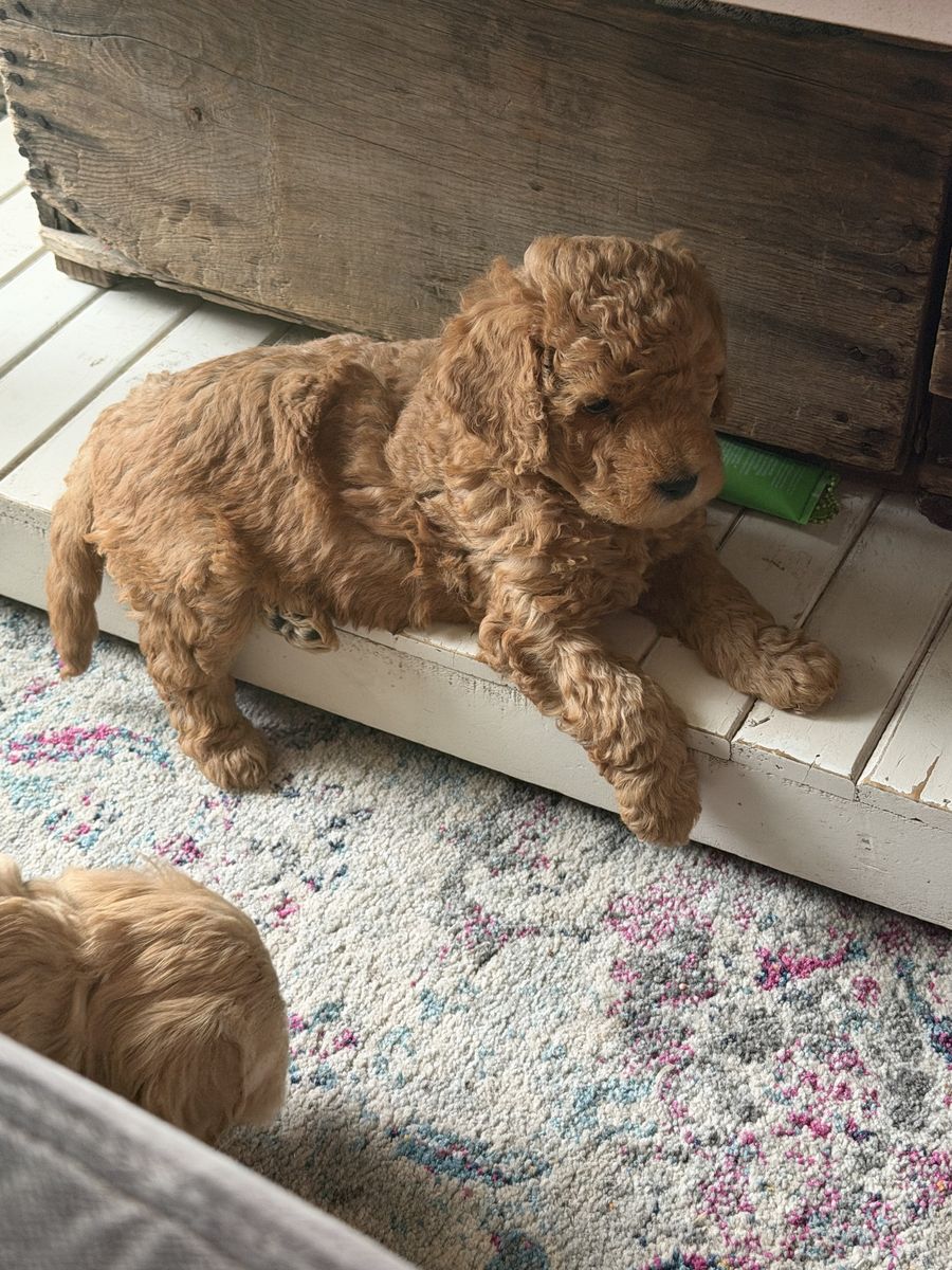 Mini golden doodles